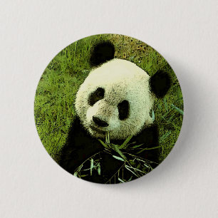 Panda Knapp