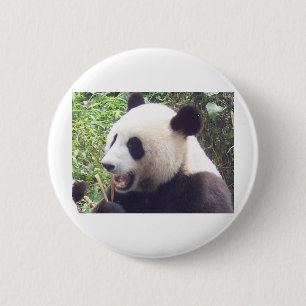 Panda Knapp