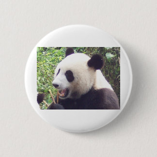 Panda Knapp