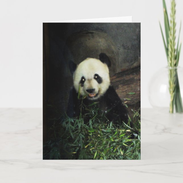 Panda Kort (Framsida)