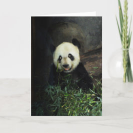Panda Kort