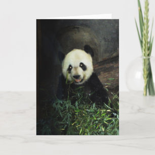 Panda Kort