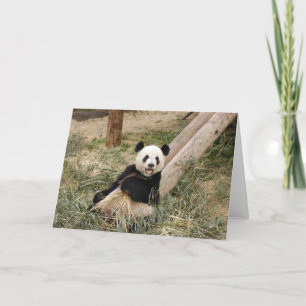 Panda M001 Kort