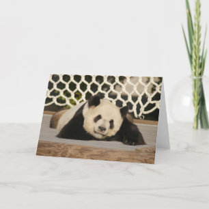 Panda M010 Kort
