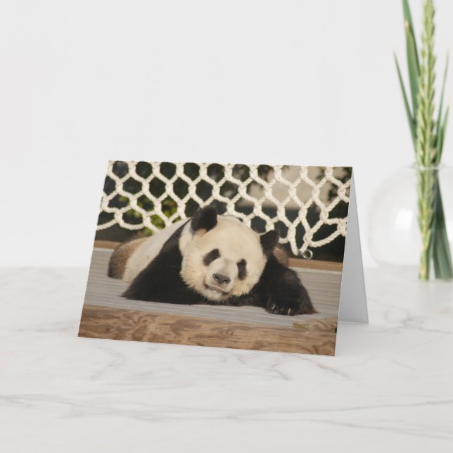Panda M010 Kort (Framsida)