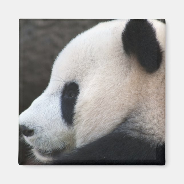 Panda Magnet (Framsidan)