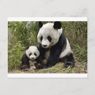 Panda-Mamma Med Sin Unge Vykort