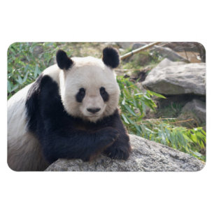 Panda med vänliga ord magnet