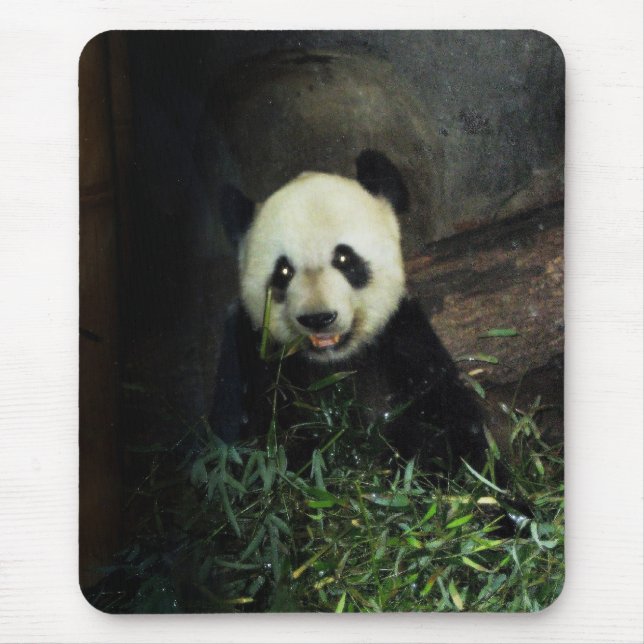 Panda Musmatta (Framsidan)