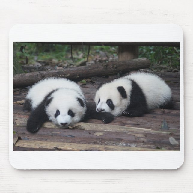 Panda Musmatta (Framsidan)