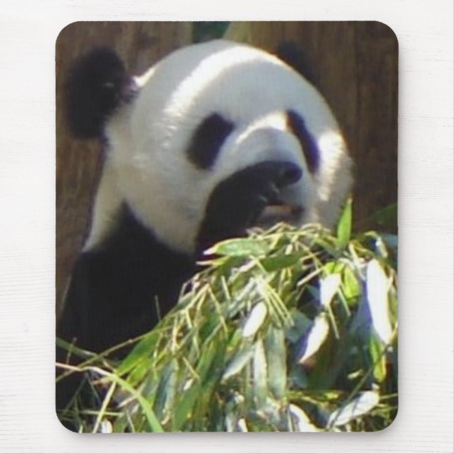 Panda Musmatta (Framsidan)