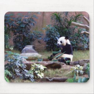 Panda Musmatta