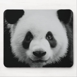 Panda Musmatta