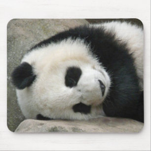 Panda Musmatta