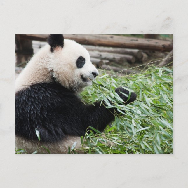 Panda och Bamboo Vykort (Framsida)