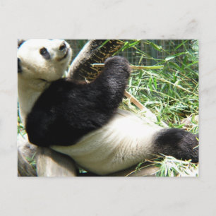 Panda och Bamboo-vykort Vykort