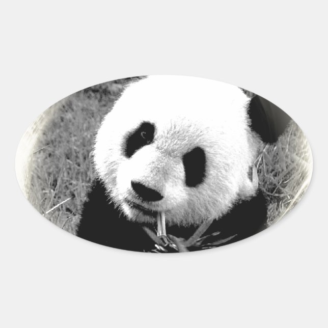 Panda Öga Ovalt Klistermärke (Framsida)