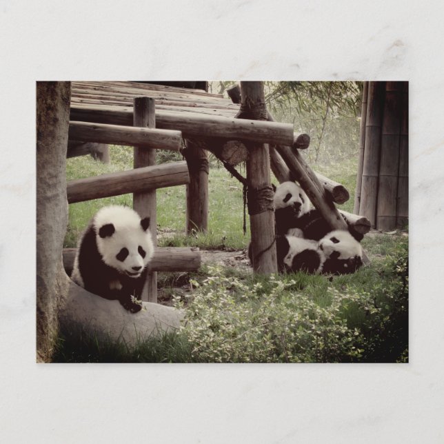 Panda Photo - Retro Stil Vykort (Framsida)