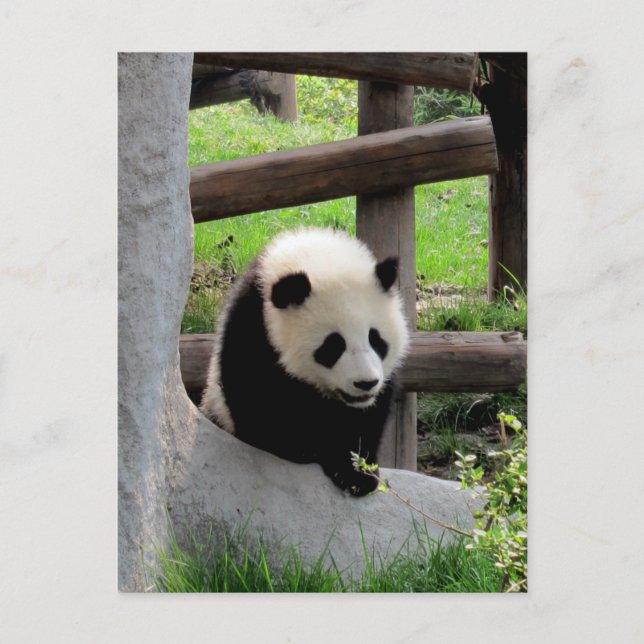 Panda Photograph Vykort (Framsida)