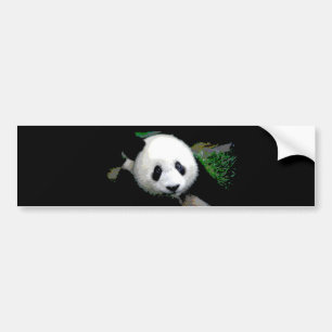 Panda Pop Art Bildekal