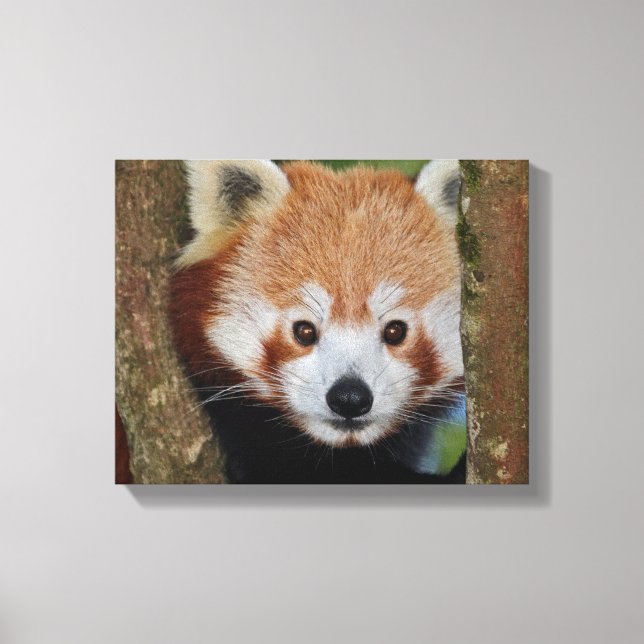 Panda Porträtt Inramad Canvas (Framsida)