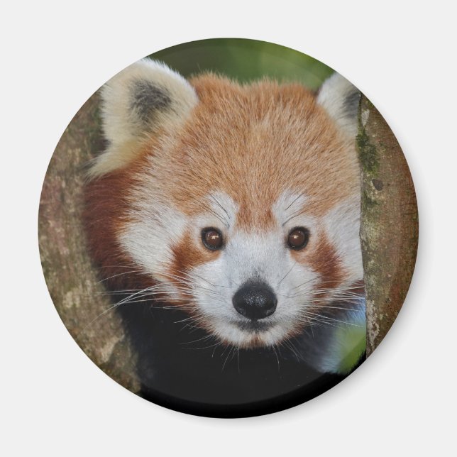 Panda Porträtt Magnet (Framsidan)