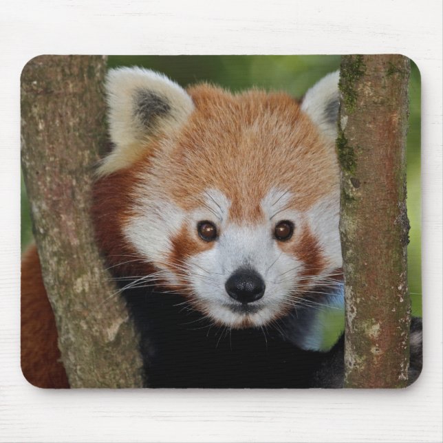 Panda Porträtt Musmattor (Framsidan)