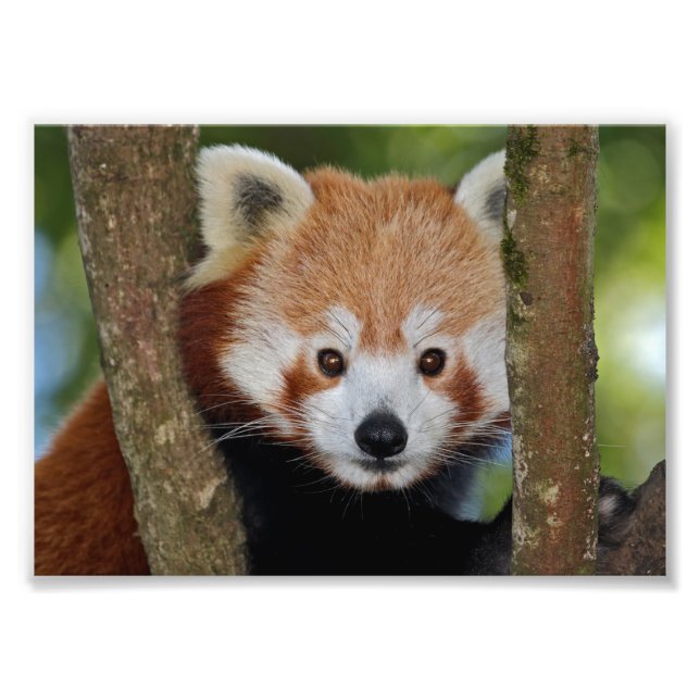 Panda Porträtt Tryck (Framsidan)