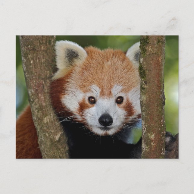 Panda Porträtt vykort (Framsida)