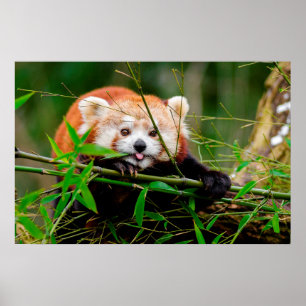 Panda Poster