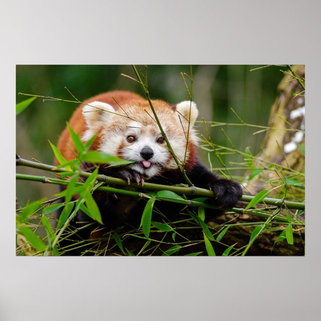 Panda Poster (Framsidan)