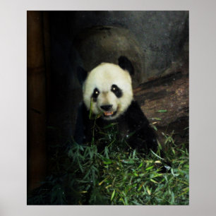 Panda Poster/Skriv ut Poster