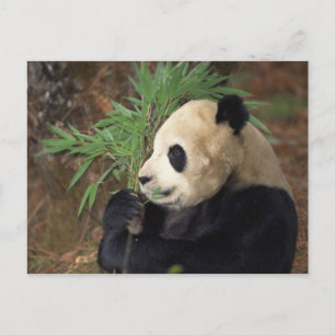 Panda-profil Vykort