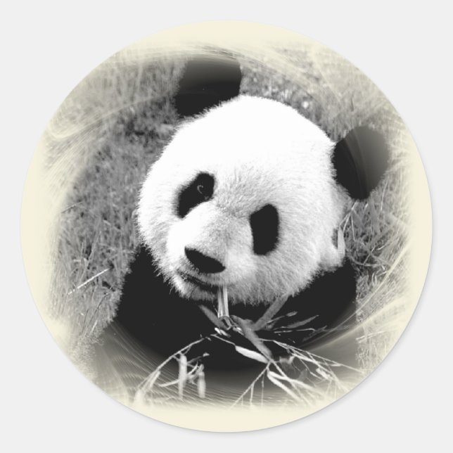 Panda Runt Klistermärke (Framsida)