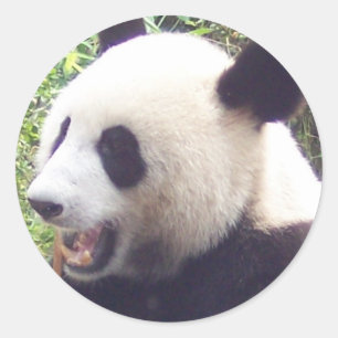 Panda Runt Klistermärke