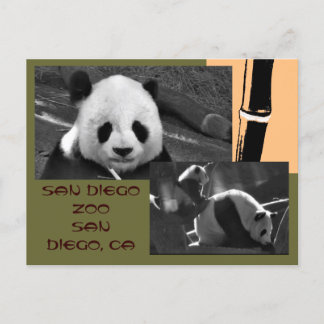 Panda San Diego Zoo Postcard Vykort