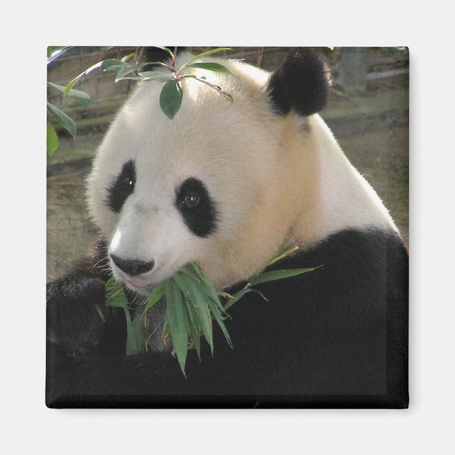 Panda Serenitet Magnet (Framsidan)