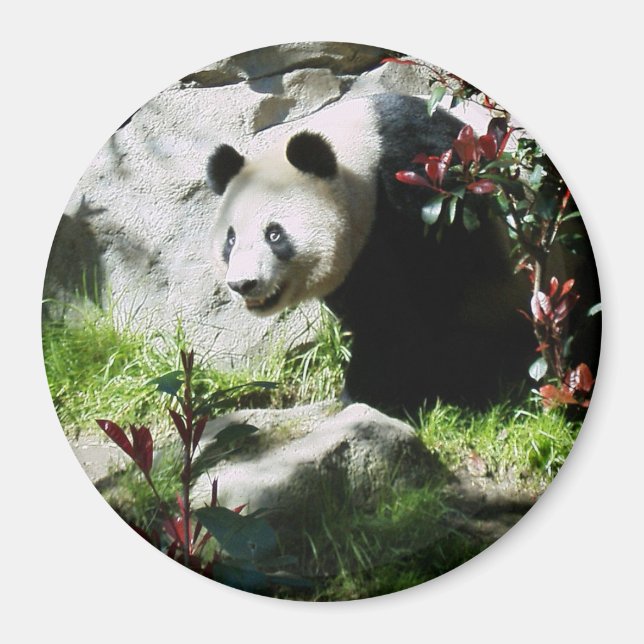Panda Smile Magnet (Framsidan)