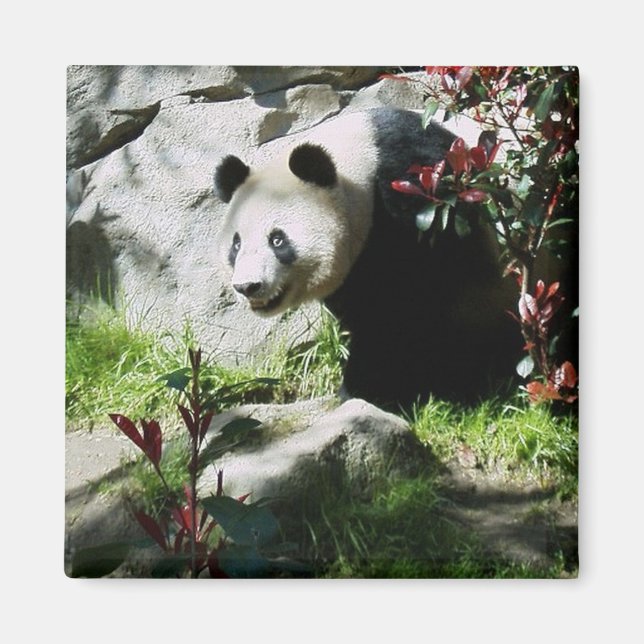 Panda Smile magnet (Framsidan)