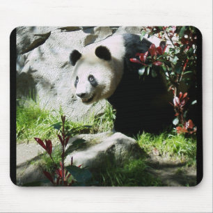 Panda Smile Musmatta