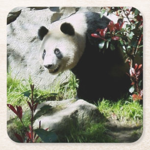 Panda Smile Underlägg Papper Kvadrat