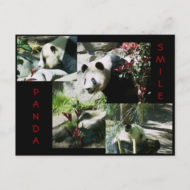 PANDA SMILE VYKORT (Framsida)
