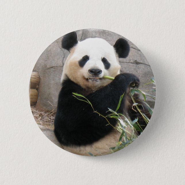 Panda Snack Knapp (Framsida)