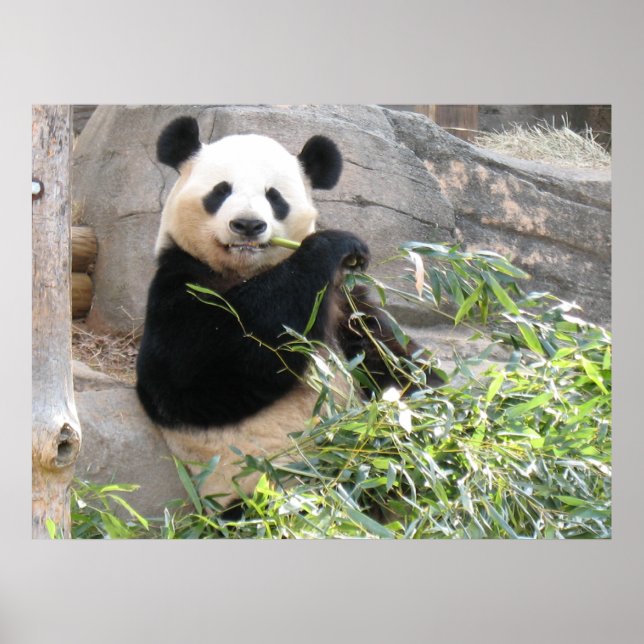 Panda Snack Poster (Framsidan)