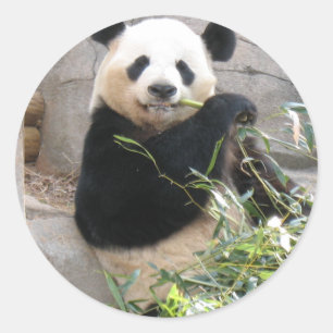 Panda Snack Runt Klistermärke