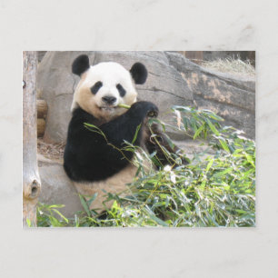 Panda Snack Vykort