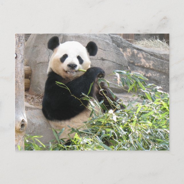 Panda Snack Vykort (Framsida)