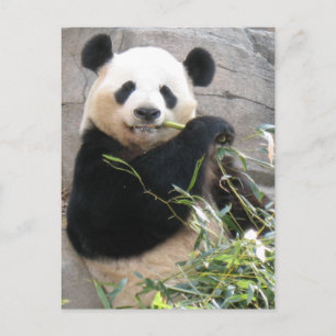 Panda Snack Vykort