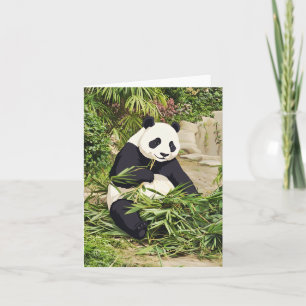 Panda som äter bambu gratulationskort kort