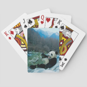 Panda som äter bambu vid flodbanken, Wolong, 2 Spelkort